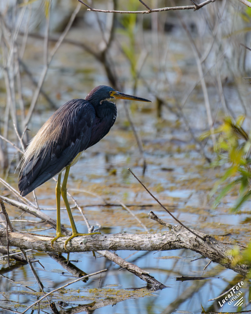 Tricolored Heron