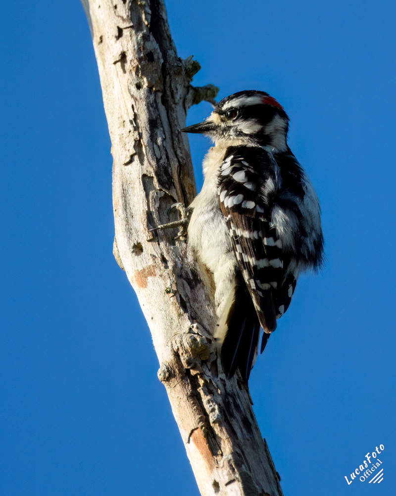 Downy Woodpecker