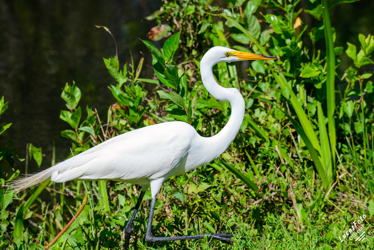 Great Egret