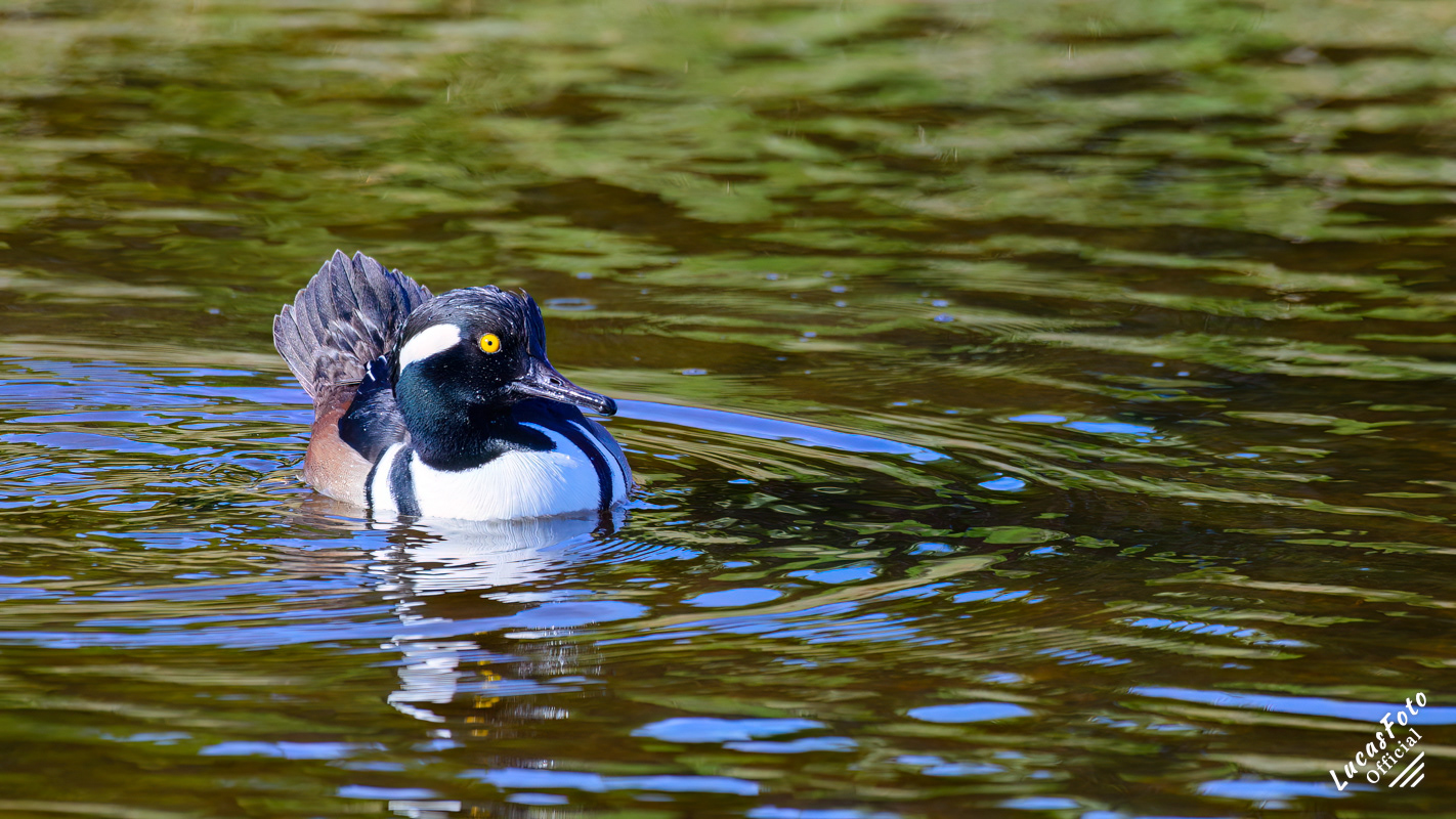 Hooded Merganser
