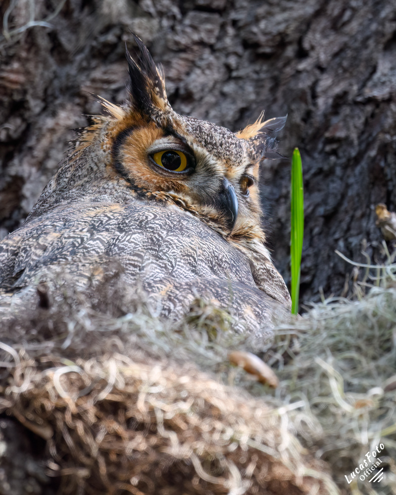 Great Horned Owl
