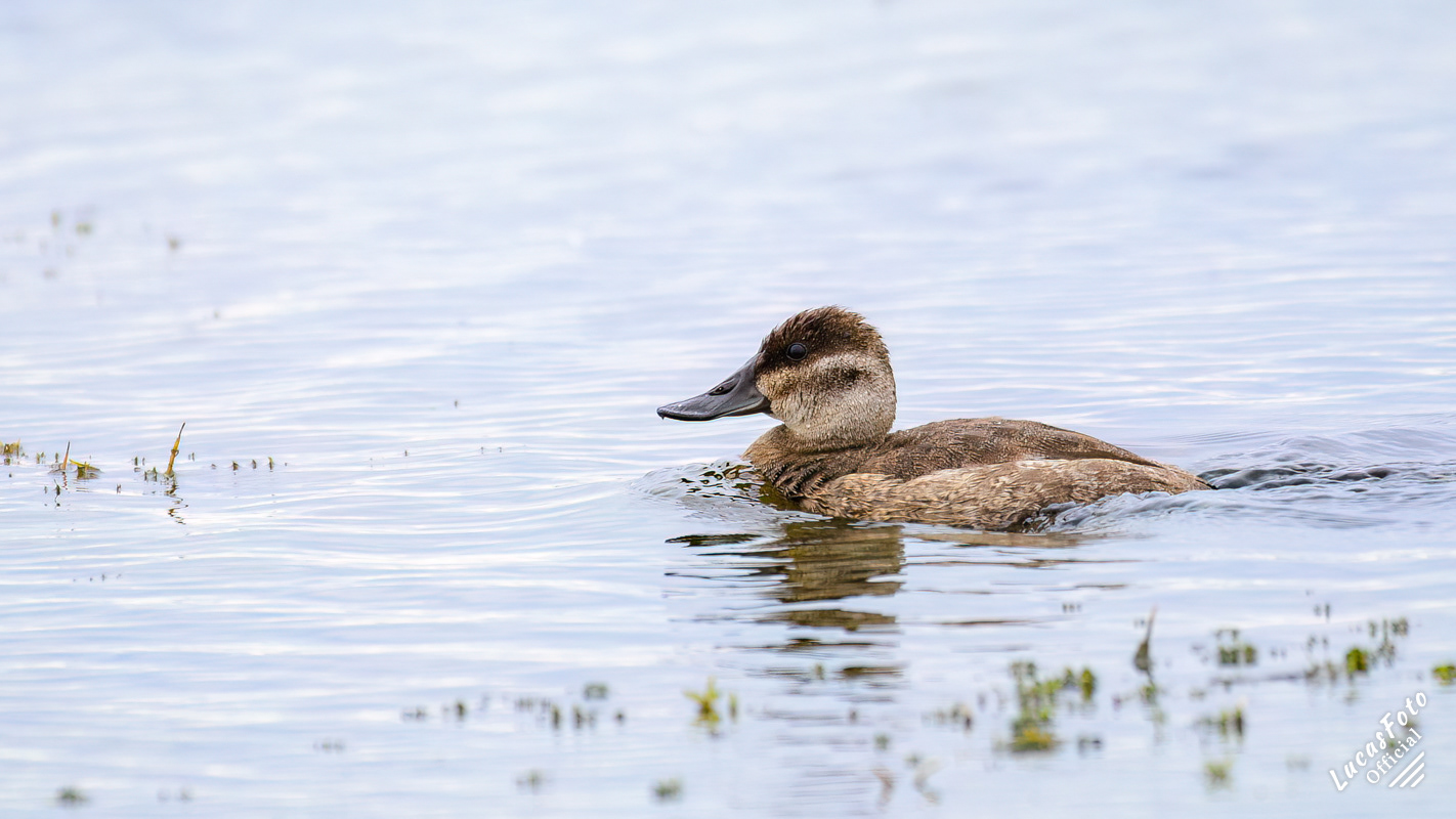 Ruddy Duck
