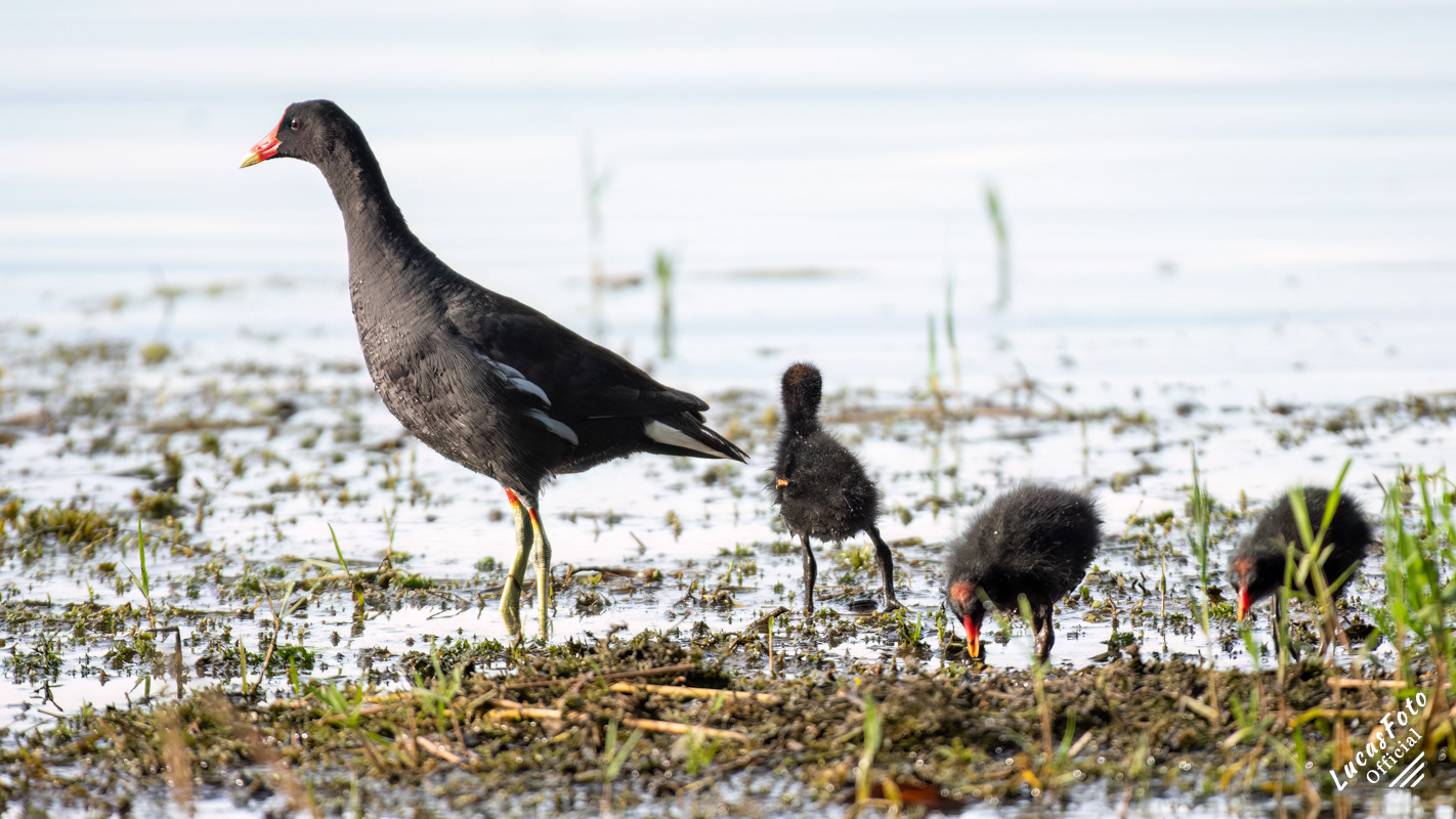 Common Gallinule