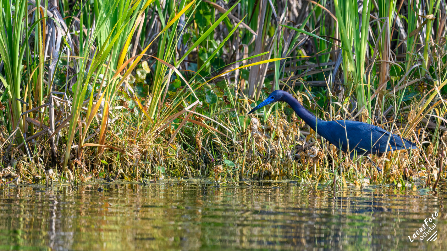 Little Blue Heron