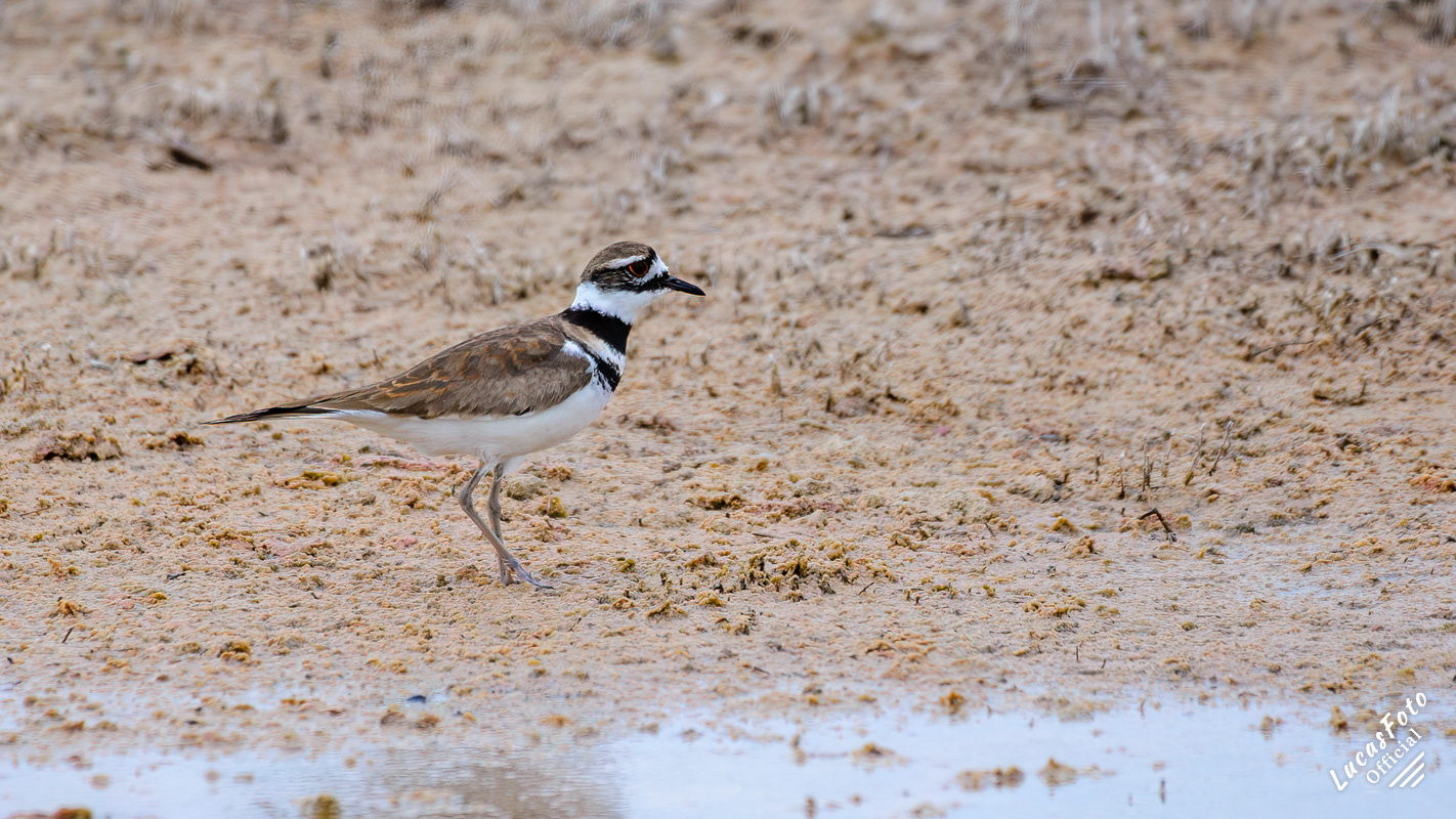 Killdeer
