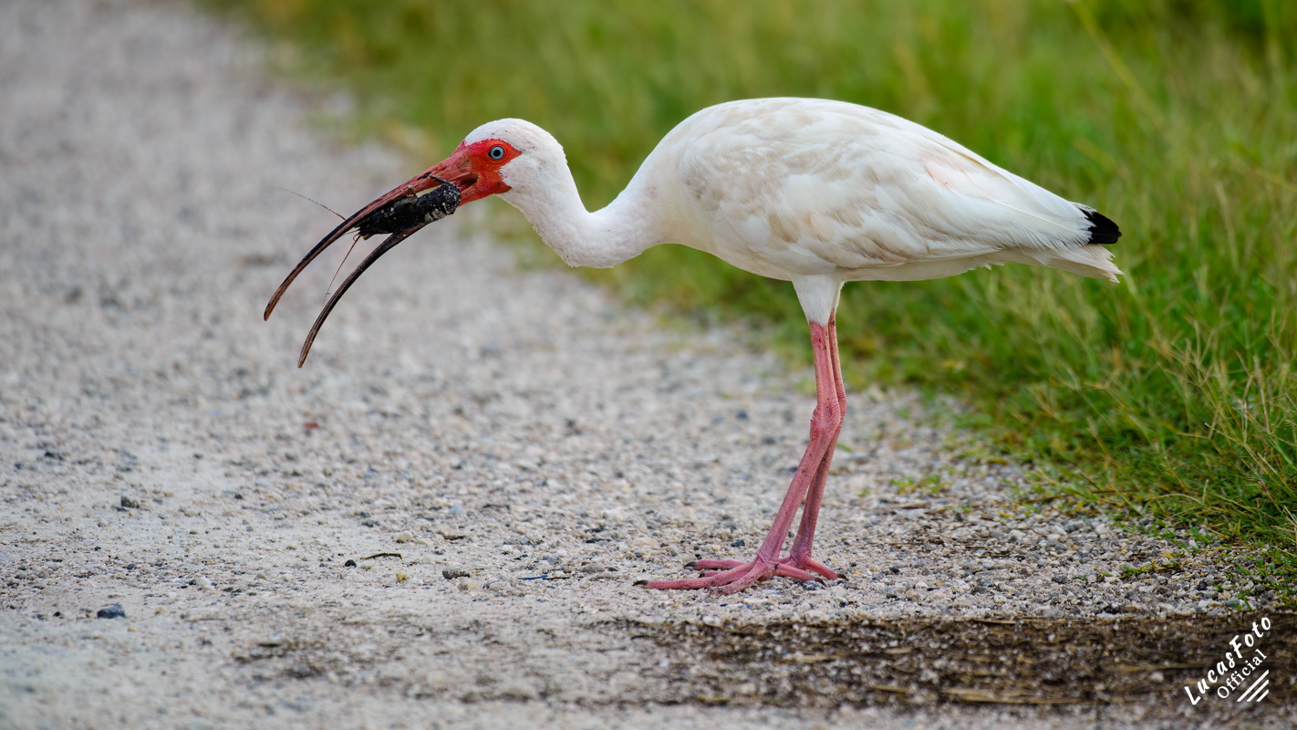 White Ibis