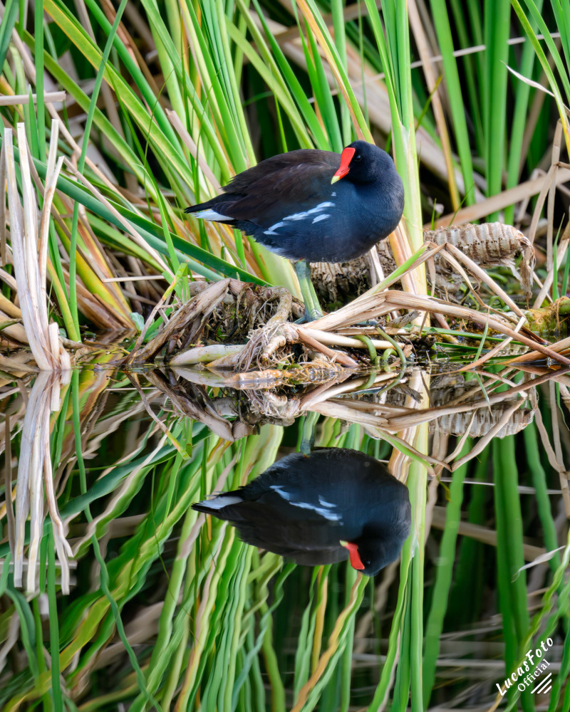 Common Gallinule