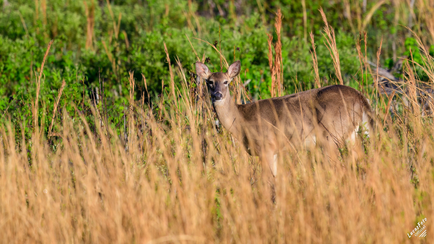 Whitetail