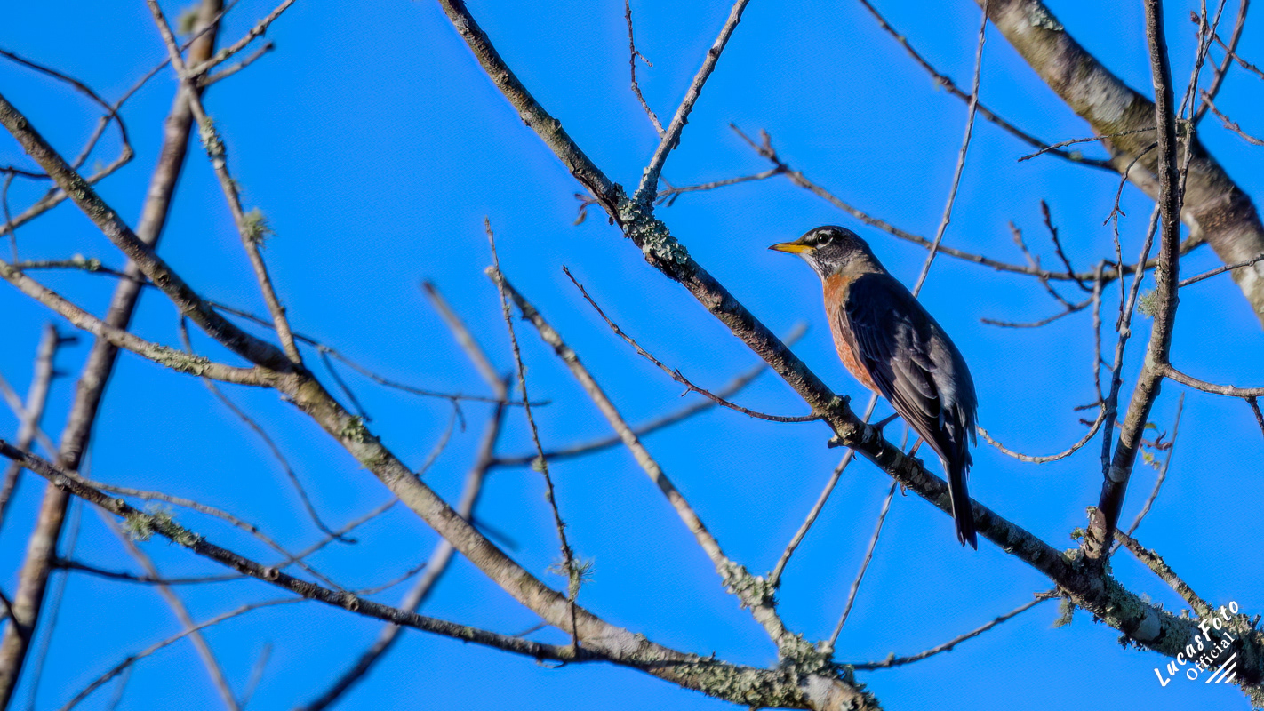 American Robin