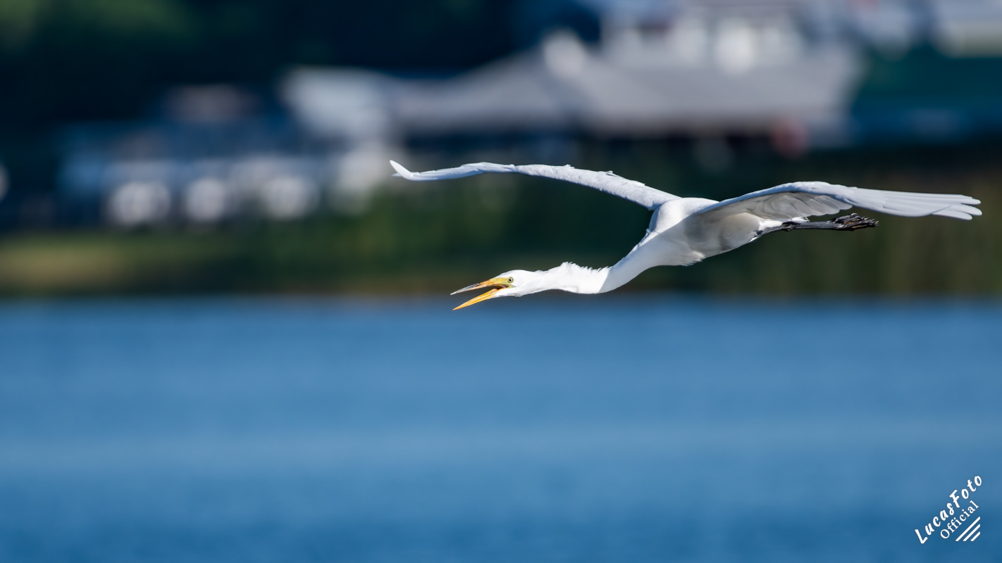Great Egret