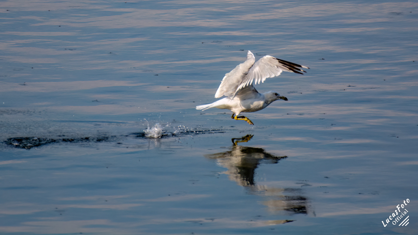 Ring-billed Gull