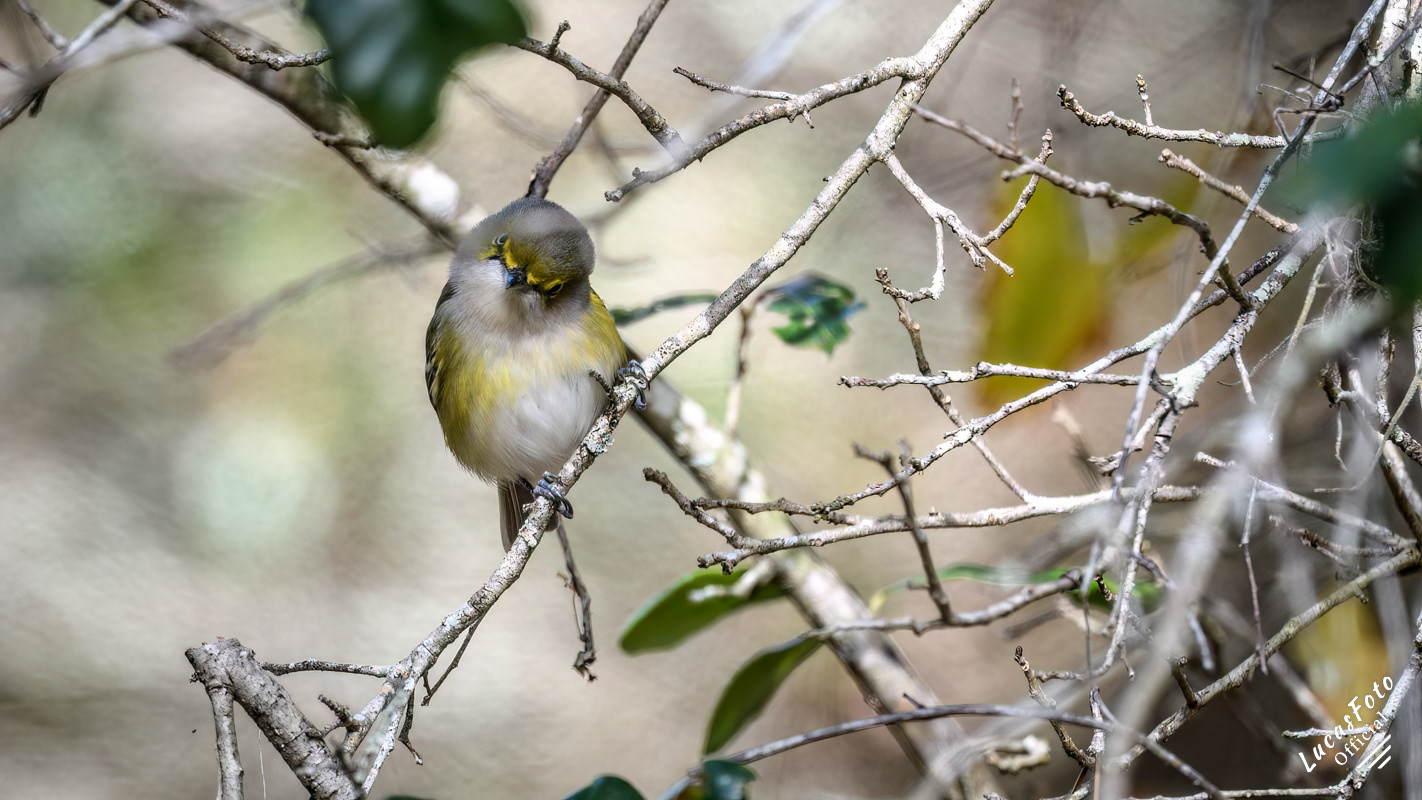 White-eyed Vireo