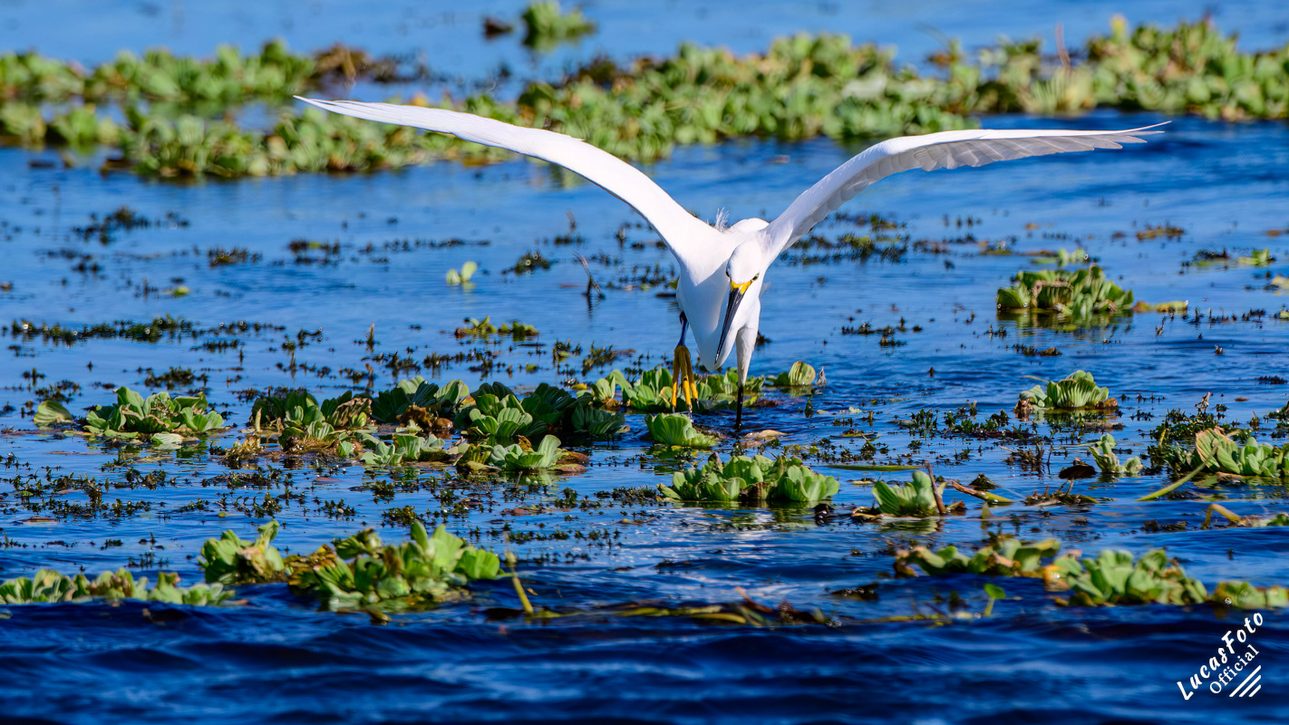 Snowy Egret