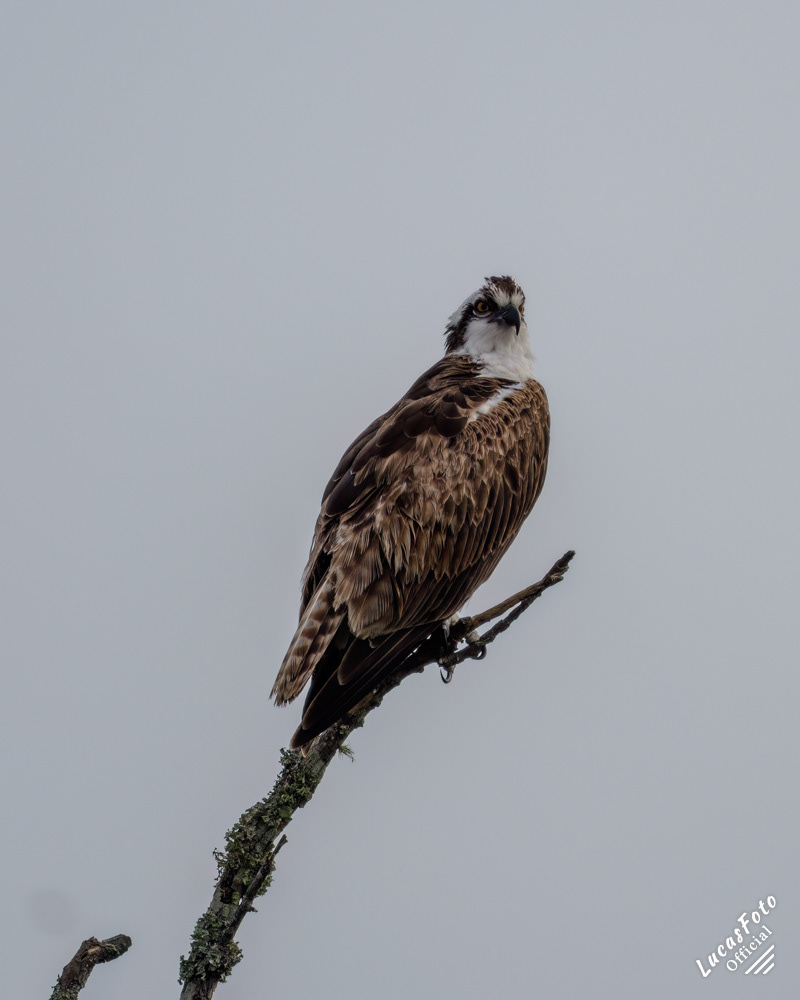 Osprey