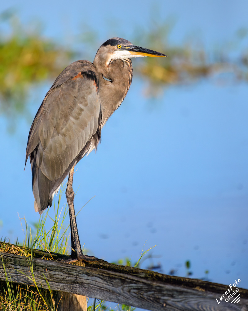 Great Blue Heron