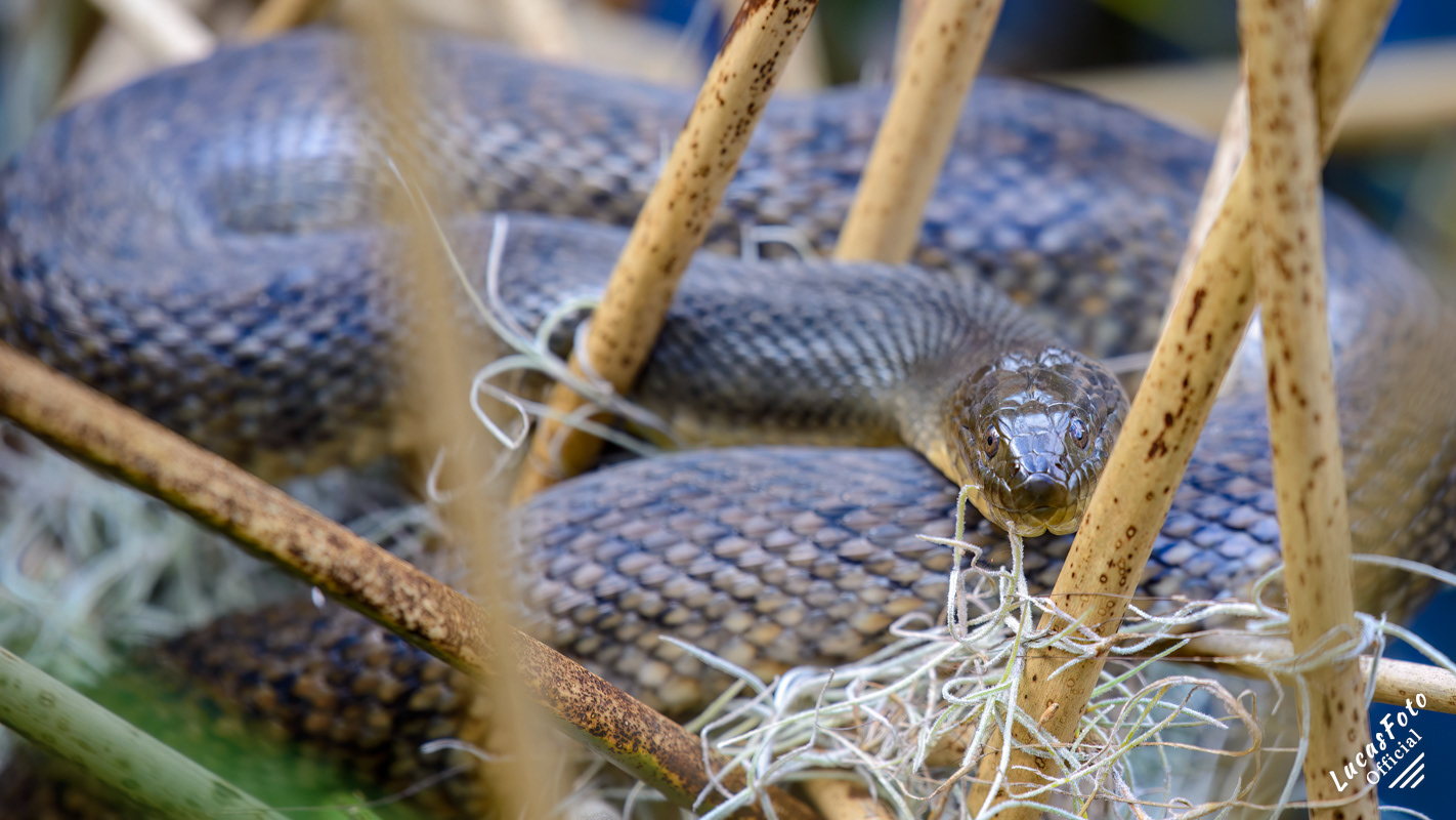 Florida Green Watersnake