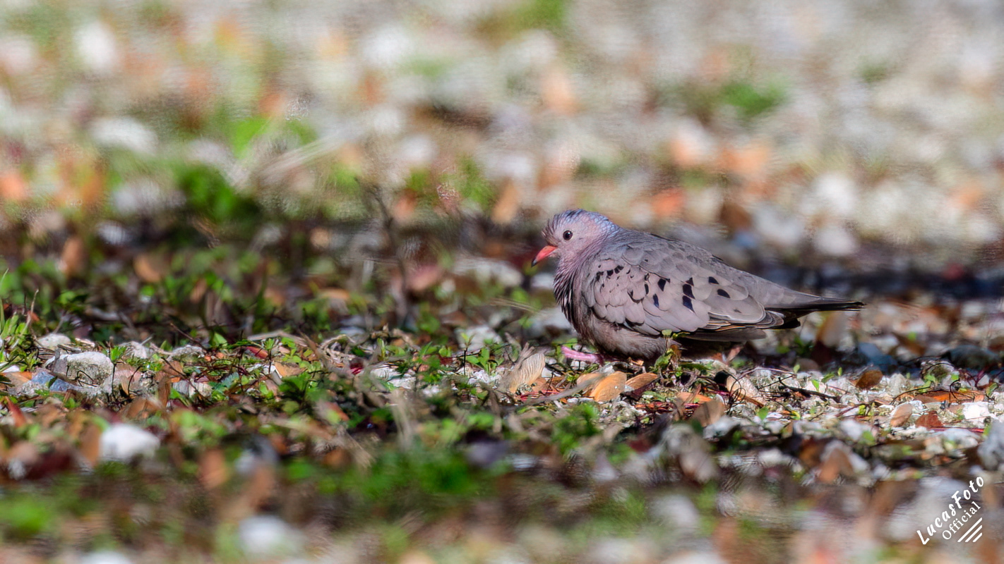 Common Ground Dove