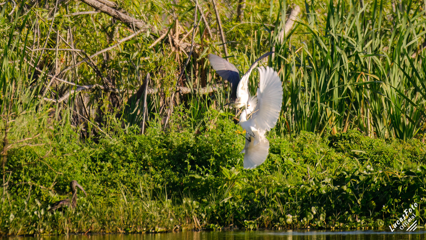 Snowy Egret / Tricolored Heron