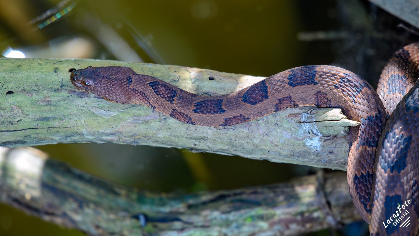 Brown Watersnake