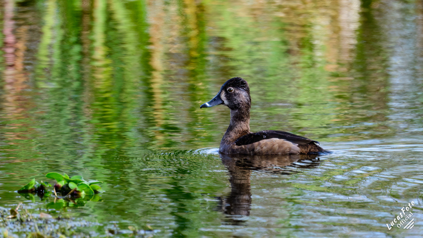 Ring-necked Duck