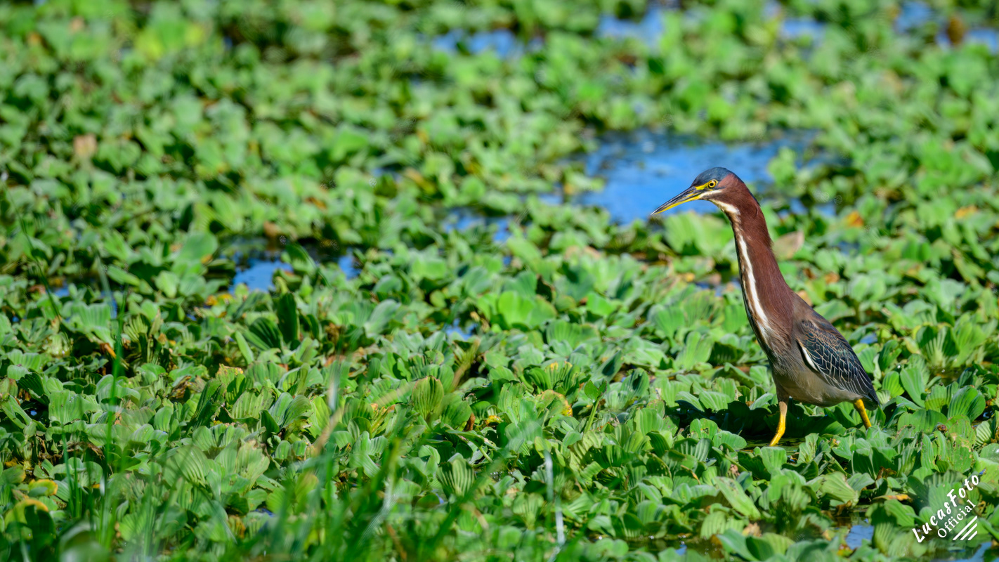 Green Heron