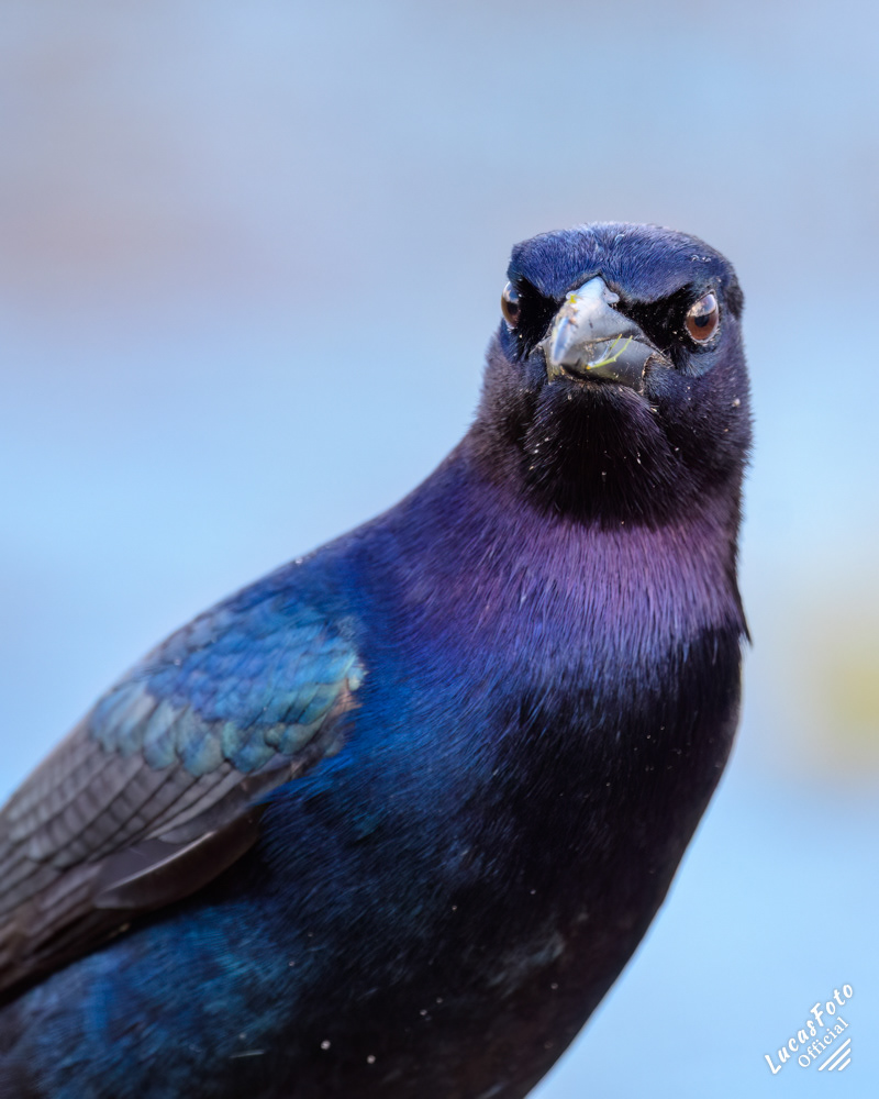 Boat-tailed Grackle