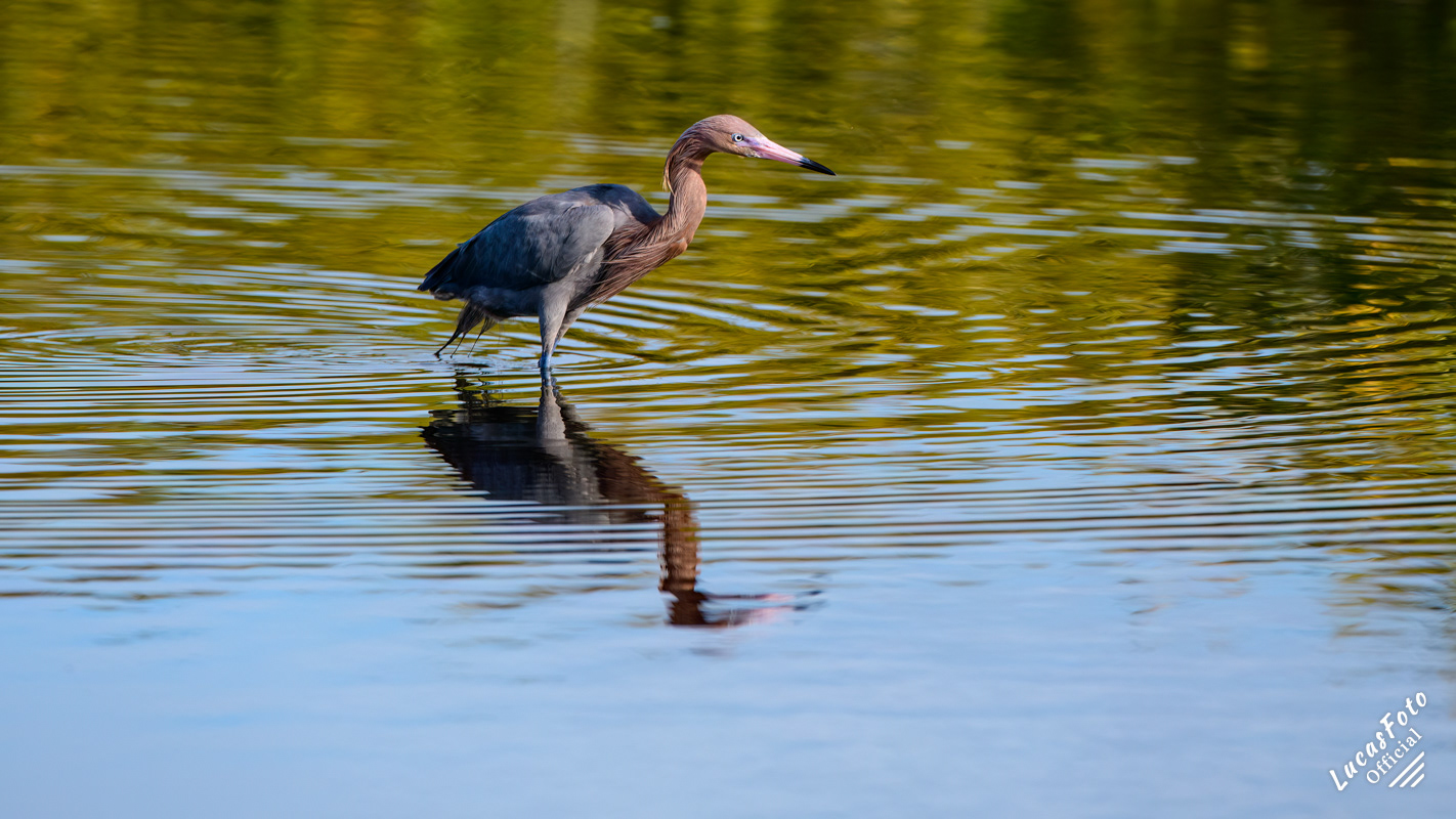 Reddish Egret