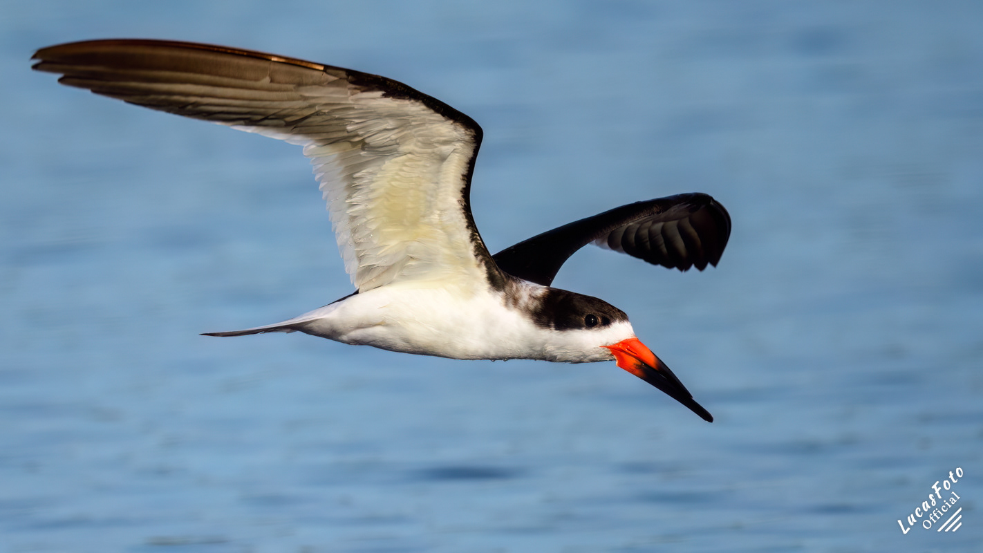 Black Skimmer