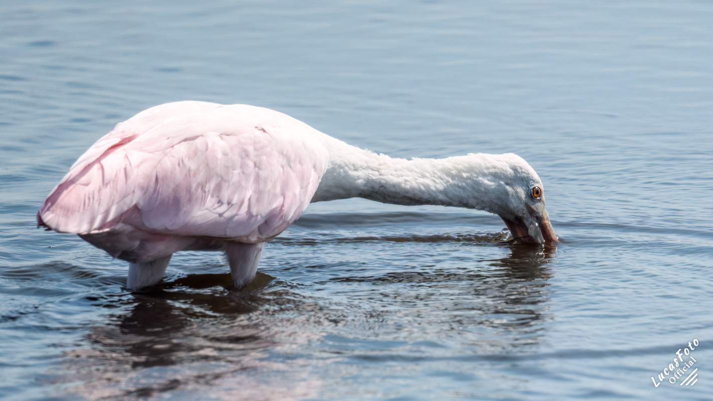 Roseate Spoonbill