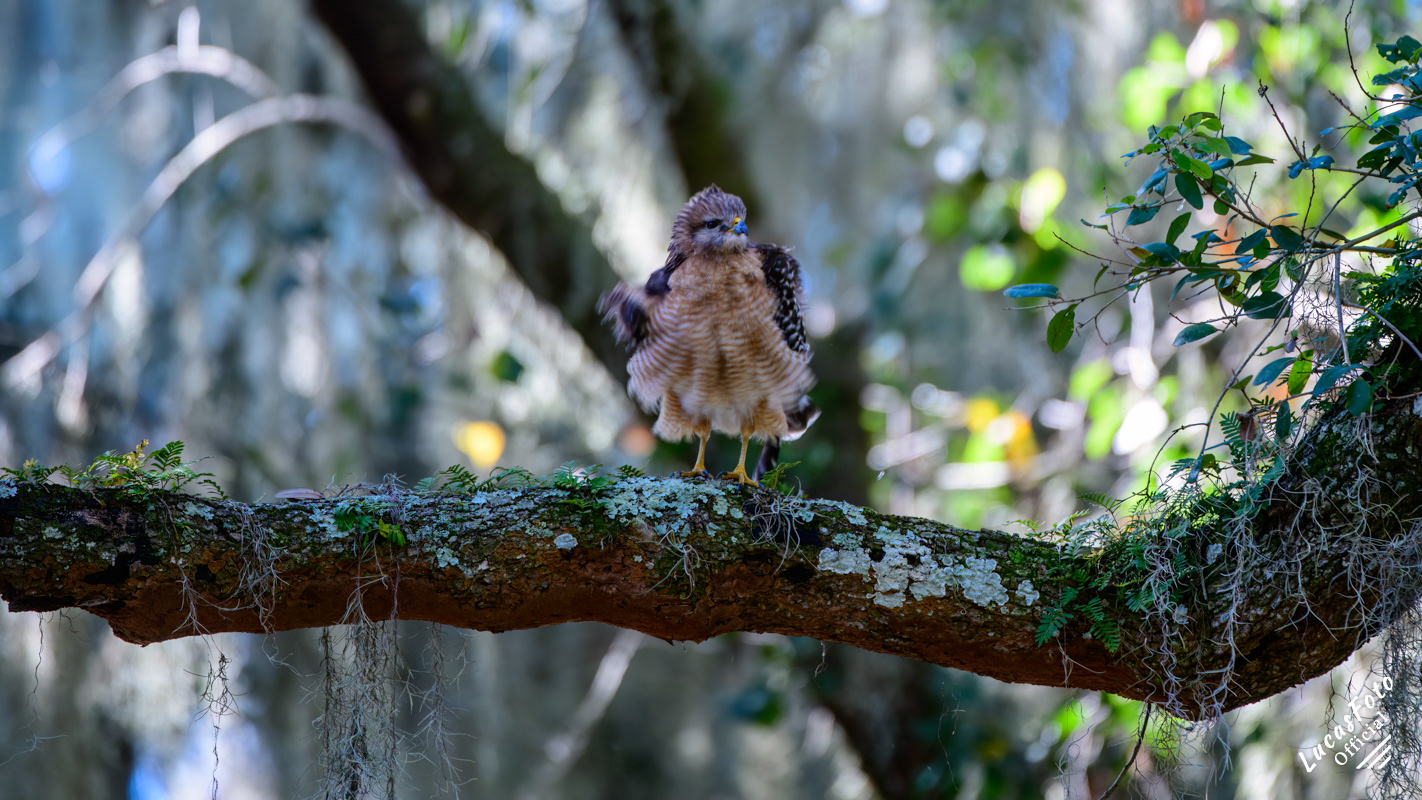 Red-shouldered Hawk