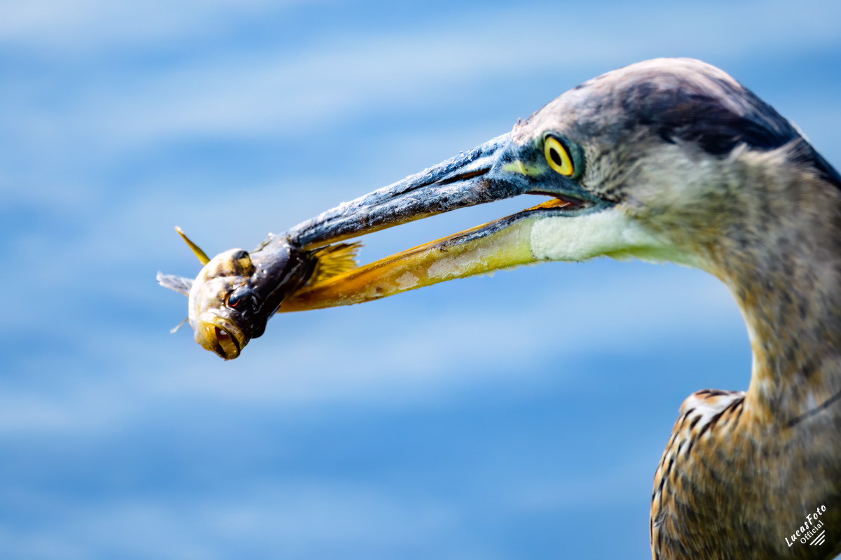 Great Blue Heron