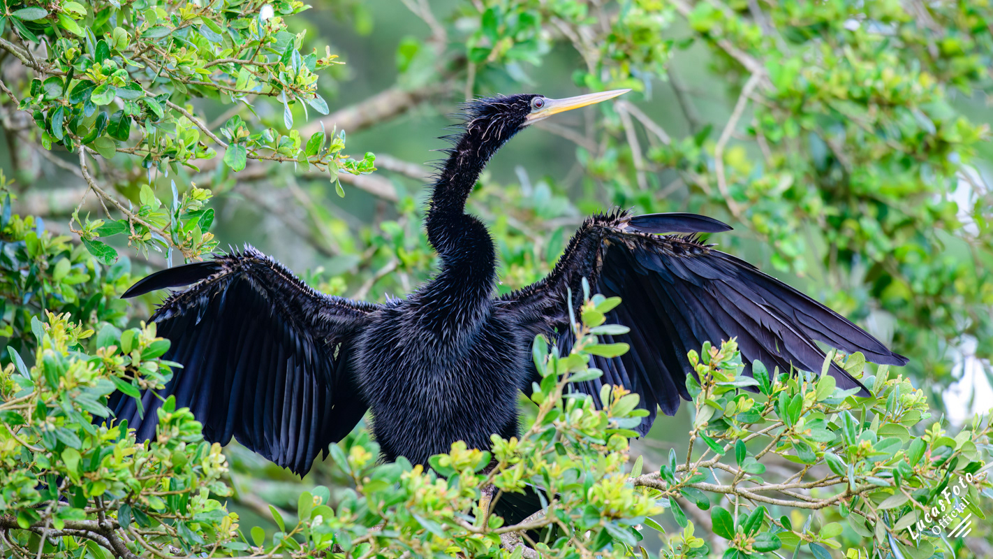 Anhinga