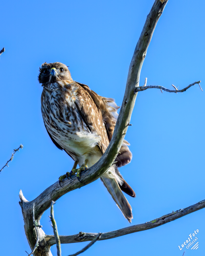 Juvenile Red-shouldered Hawk