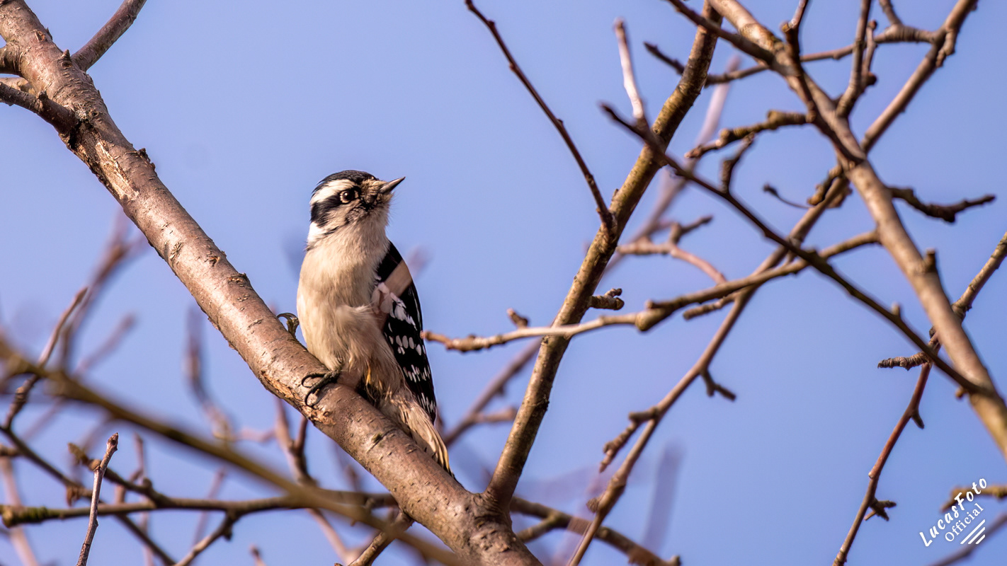 Downy Woodpecker