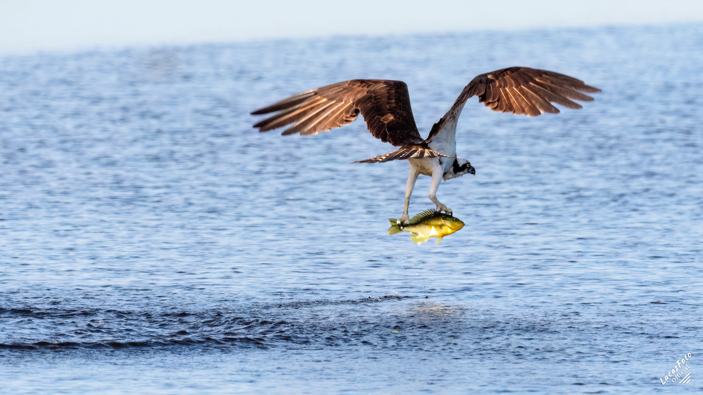 Osprey
