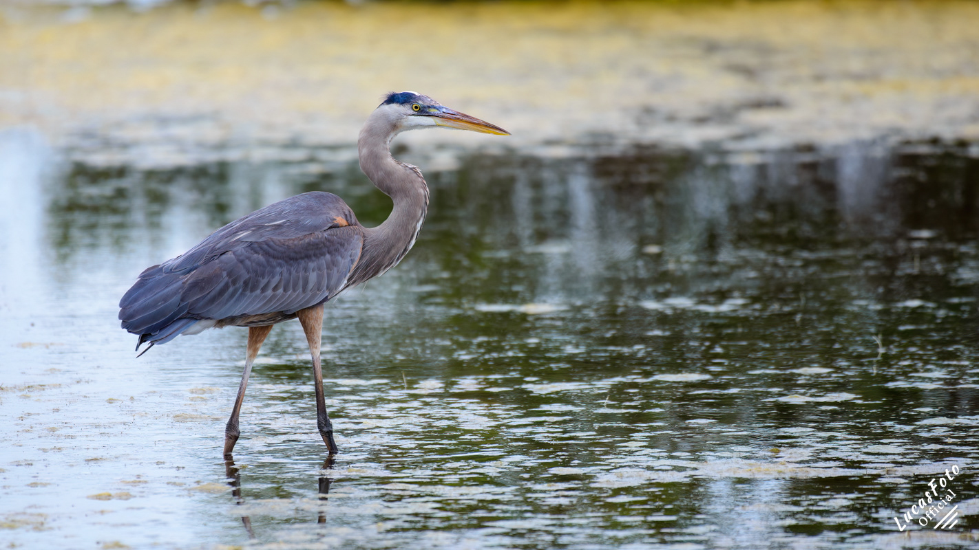 Great Blue Heron
