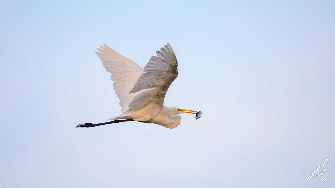 Great Egret