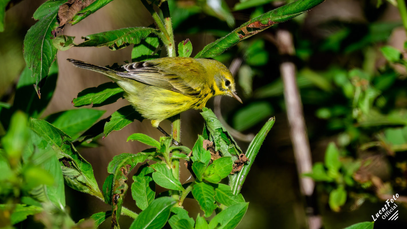 Prairie Warbler