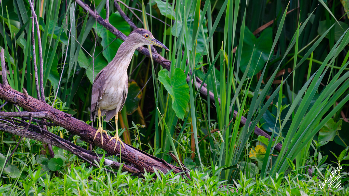 Black-crowned Night Heron