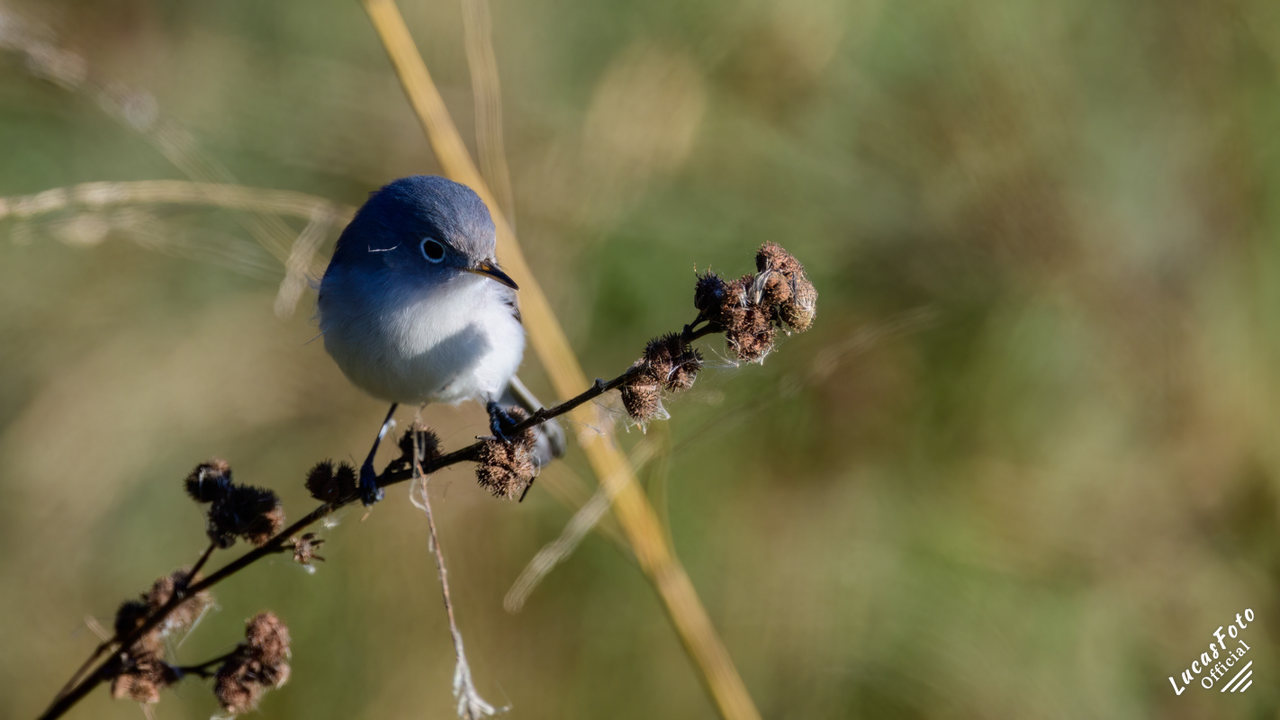 Blue-gray Gnatcatcher
