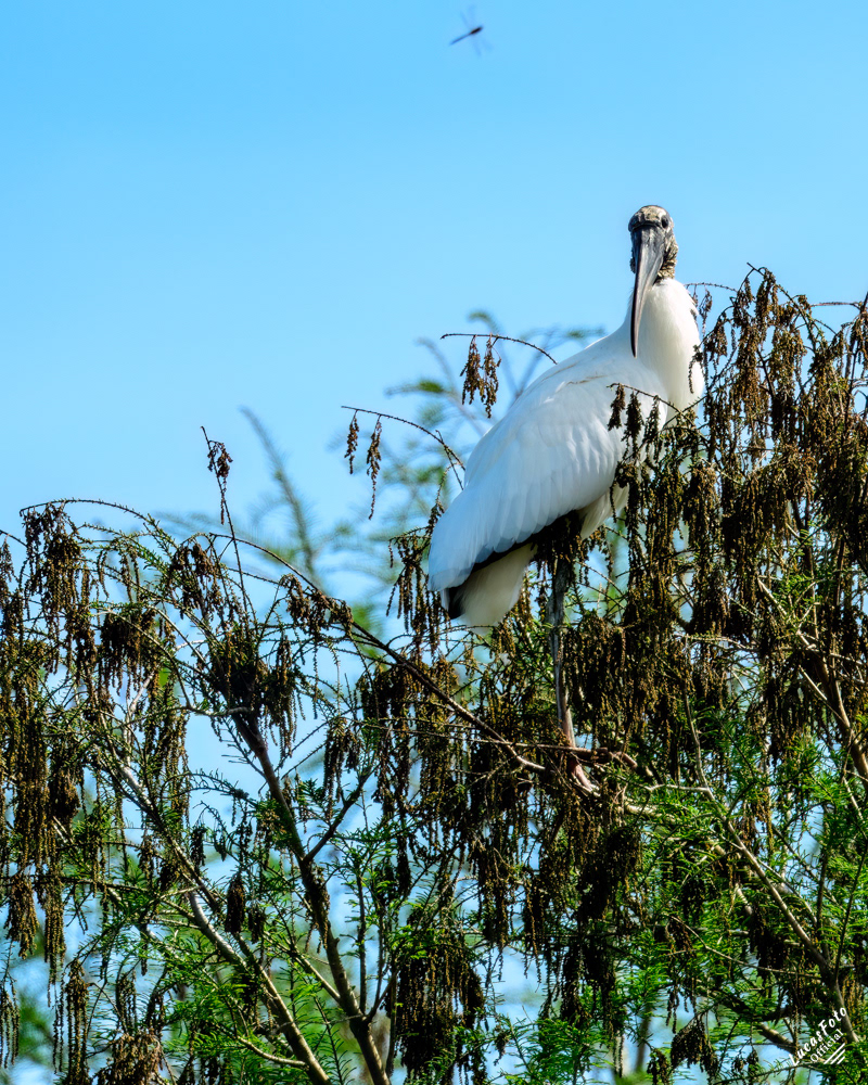 Wood Stork