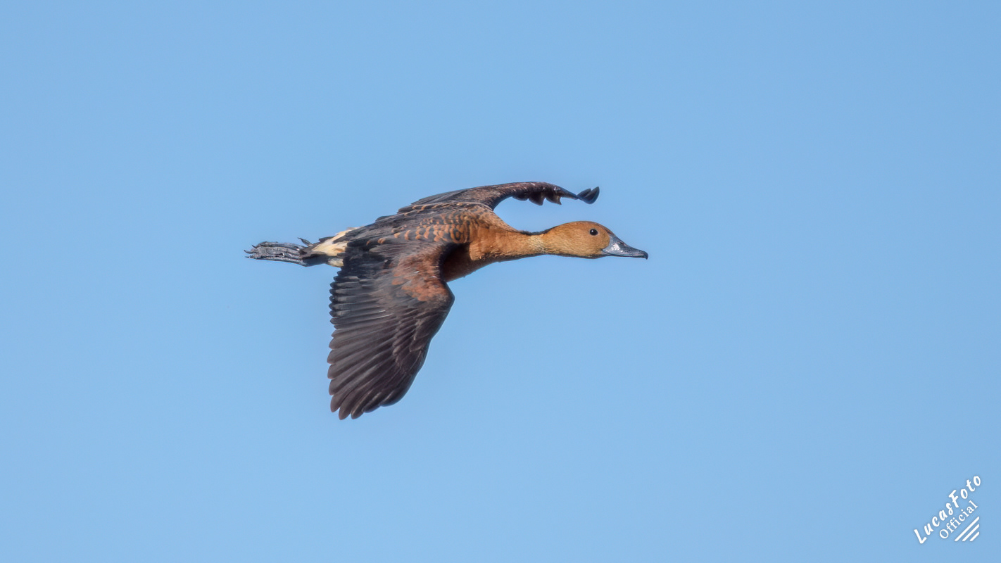 Fulvous Whistling-Duck