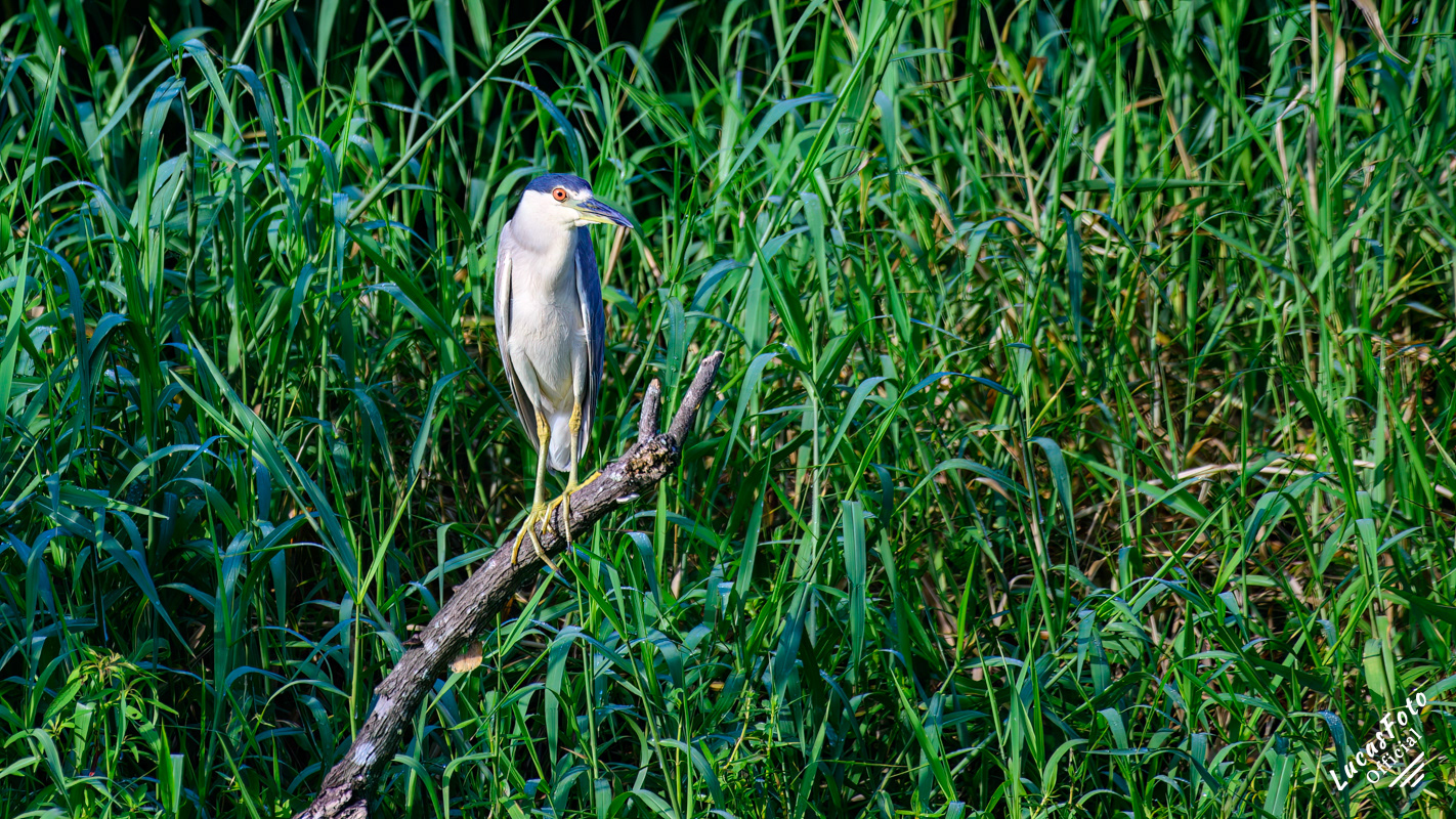 Black-crowned Night Heron