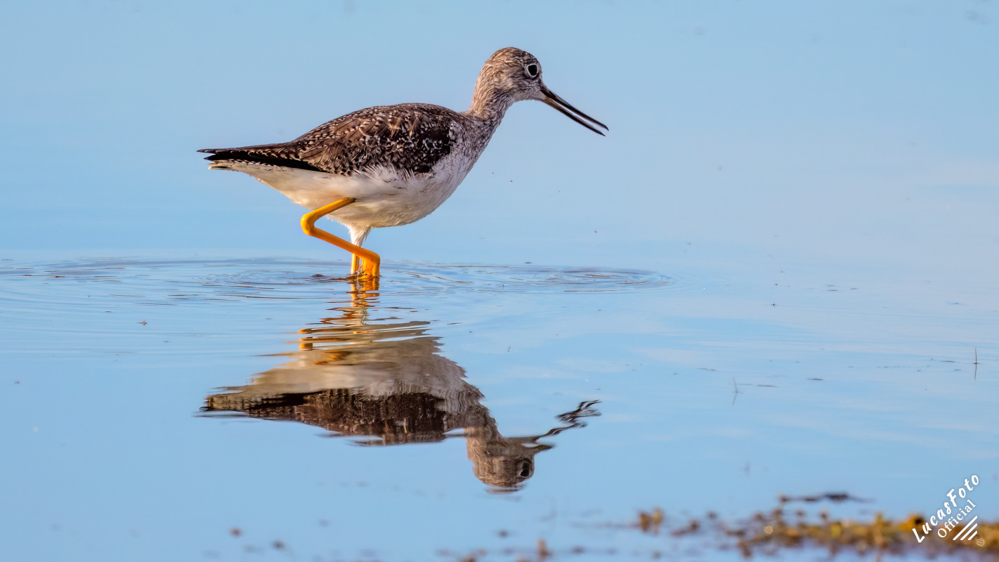 Lesser Yellowlegs