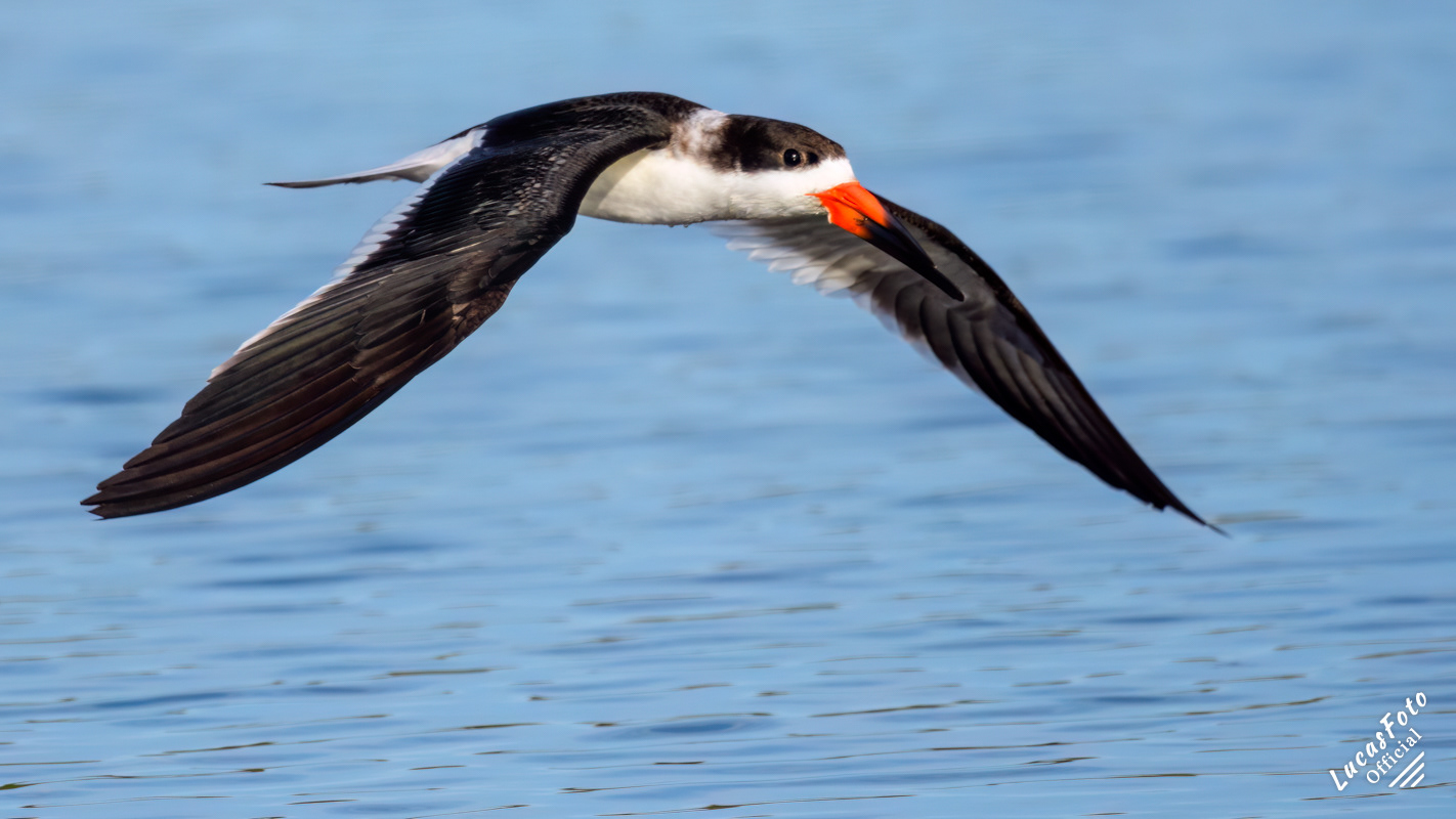 Black Skimmer