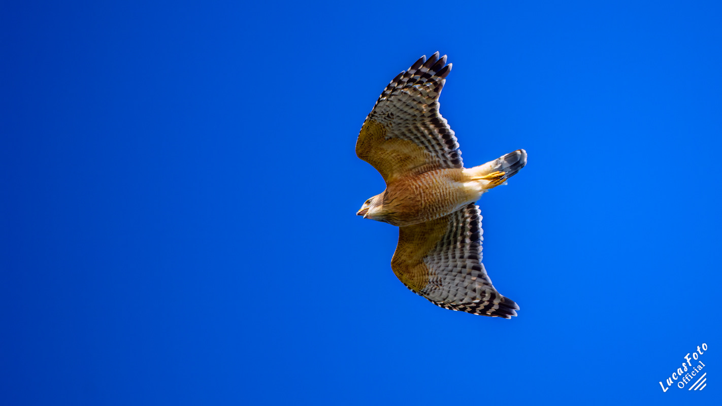 Red-shouldered Hawk