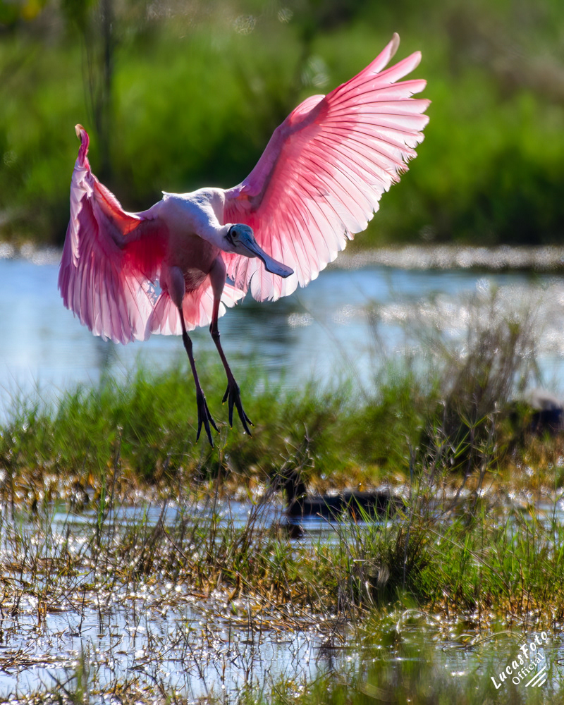 Roseate Spoonbill