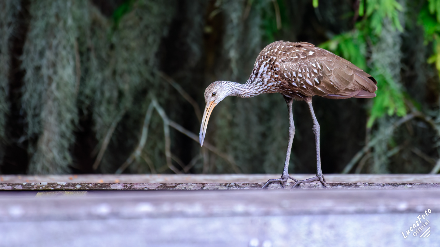 Limpkin