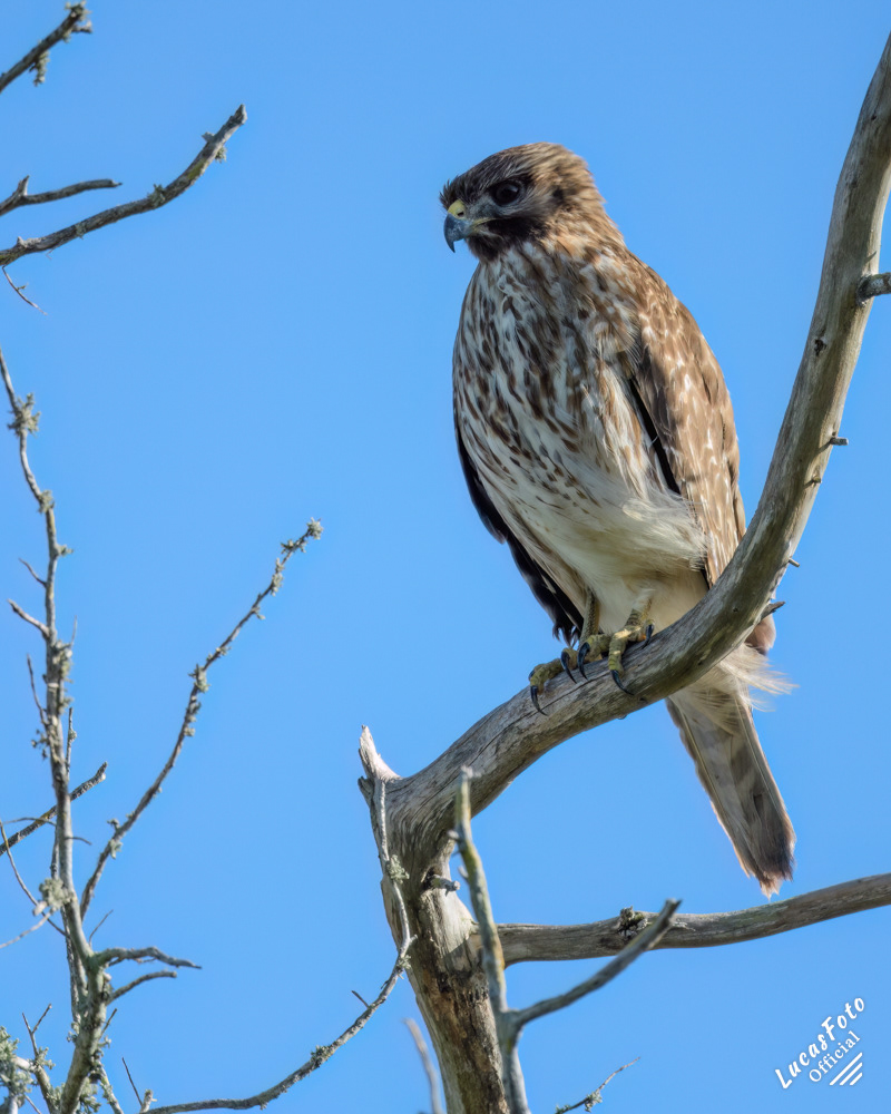 Juvenile Red-shouldered Hawk