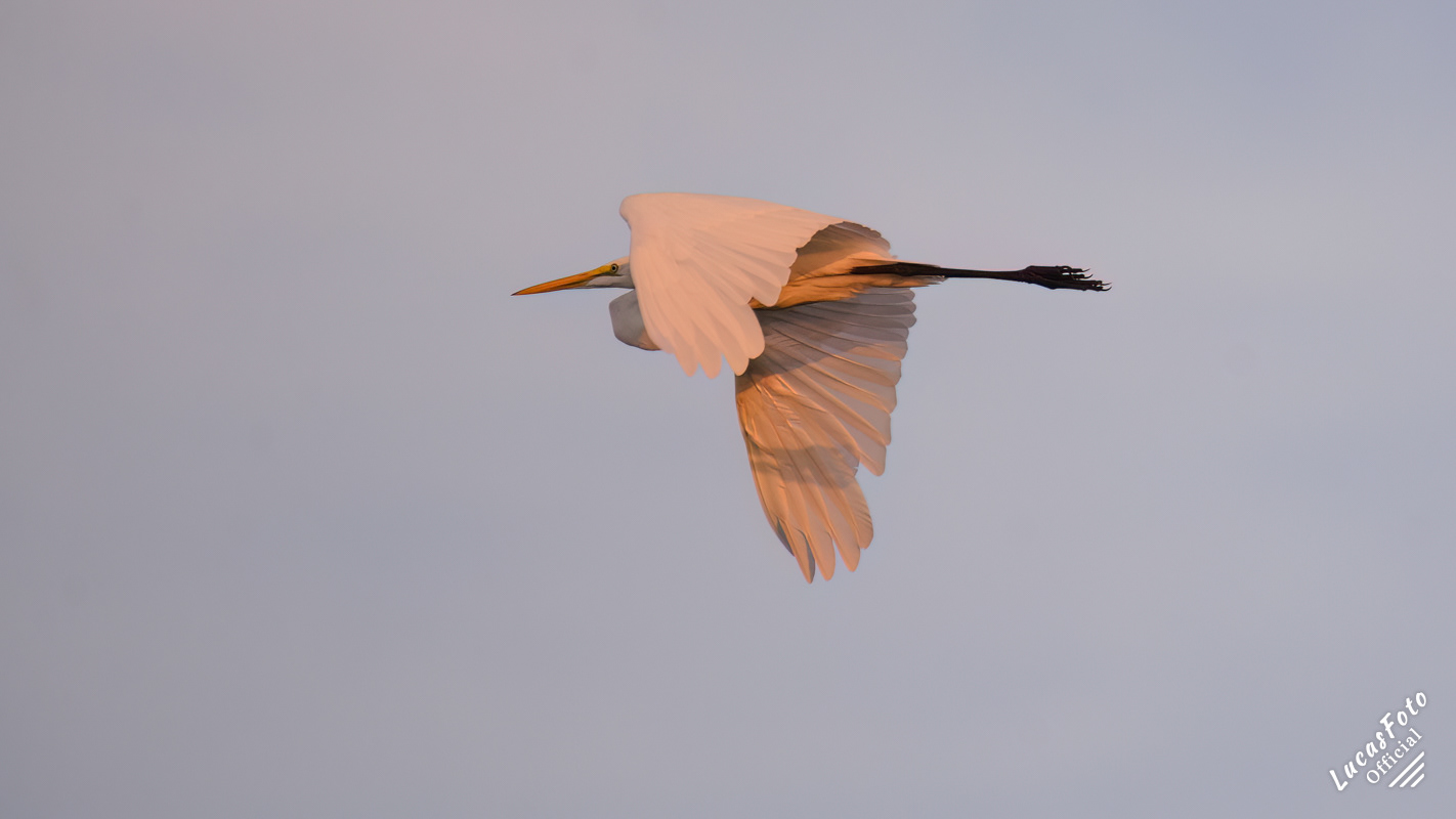 Great Egret